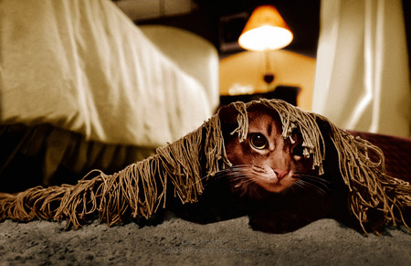 Max hides under the rug -  featured in June 2014 Popular Photography.