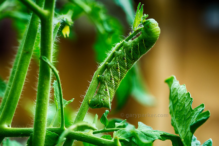Tomato Horn Worms are interesting mini-monsters