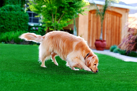 Smarty Jones, Golden Retriever, for Pup Gear's PupGrass. a lawn product for dogs 